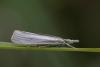 Agriphila sp.